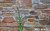 Натуральный камень для фасада RKS SLATE Beige Quartz Strips